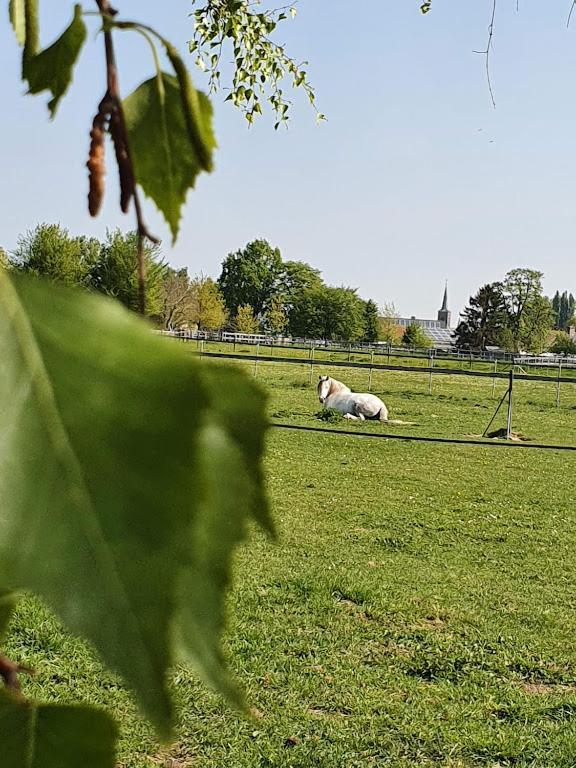 Houten Huisje Tussen Paarden Nieuwerkerken Extérieur photo