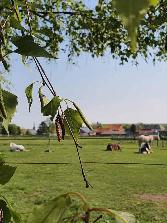 Houten Huisje Tussen Paarden Nieuwerkerken Extérieur photo