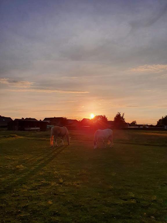 Houten Huisje Tussen Paarden Nieuwerkerken Extérieur photo